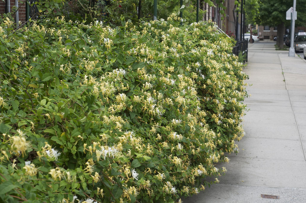راهنمای نگهداری و پرورش گل و گیاهان زینتی - پیچ امین الدوله